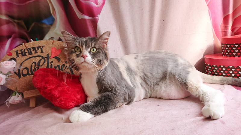 メインクーンのポチャちゃん トリミングコース