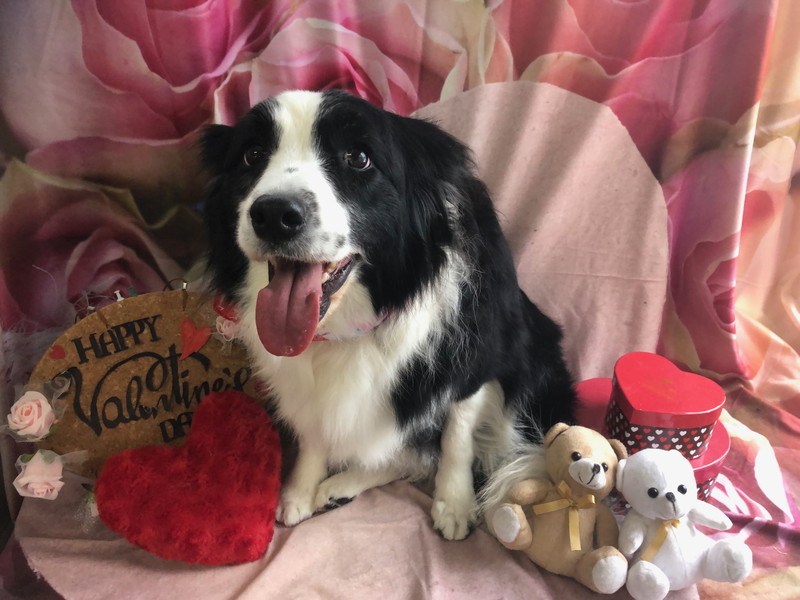 ボーダーコリー ANNEちゃん グルーミングコース