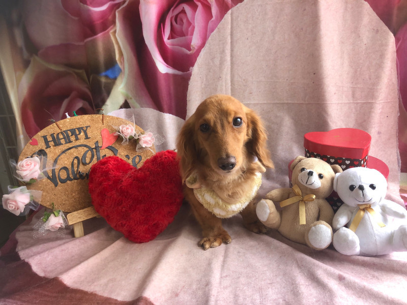 ダックスフンド ケンちゃん グルーミングコース