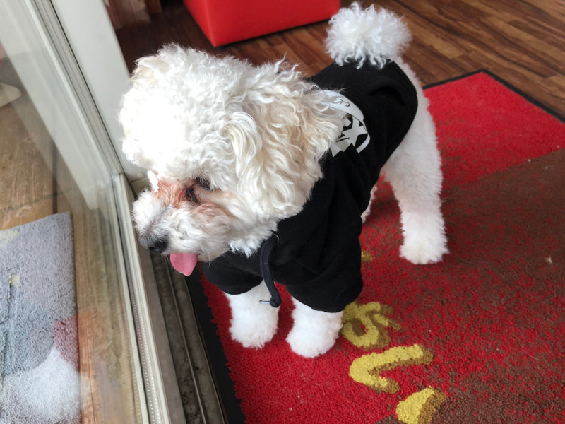 トイプードル 白玉ちゃん お泊まりの様子