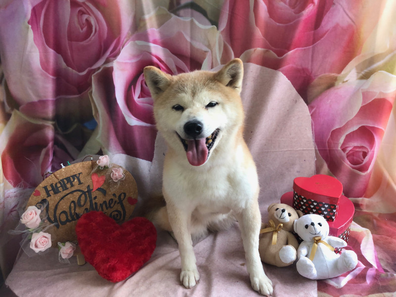 柴犬 ナナちゃん グルーミングコース