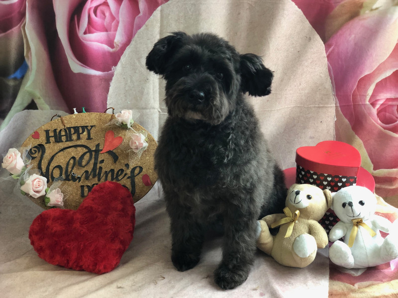 シュナウザー ヂヂちゃん グルーミングコース