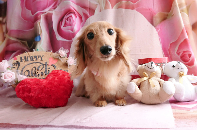 ダックスのクルミちゃん グルーミングコース