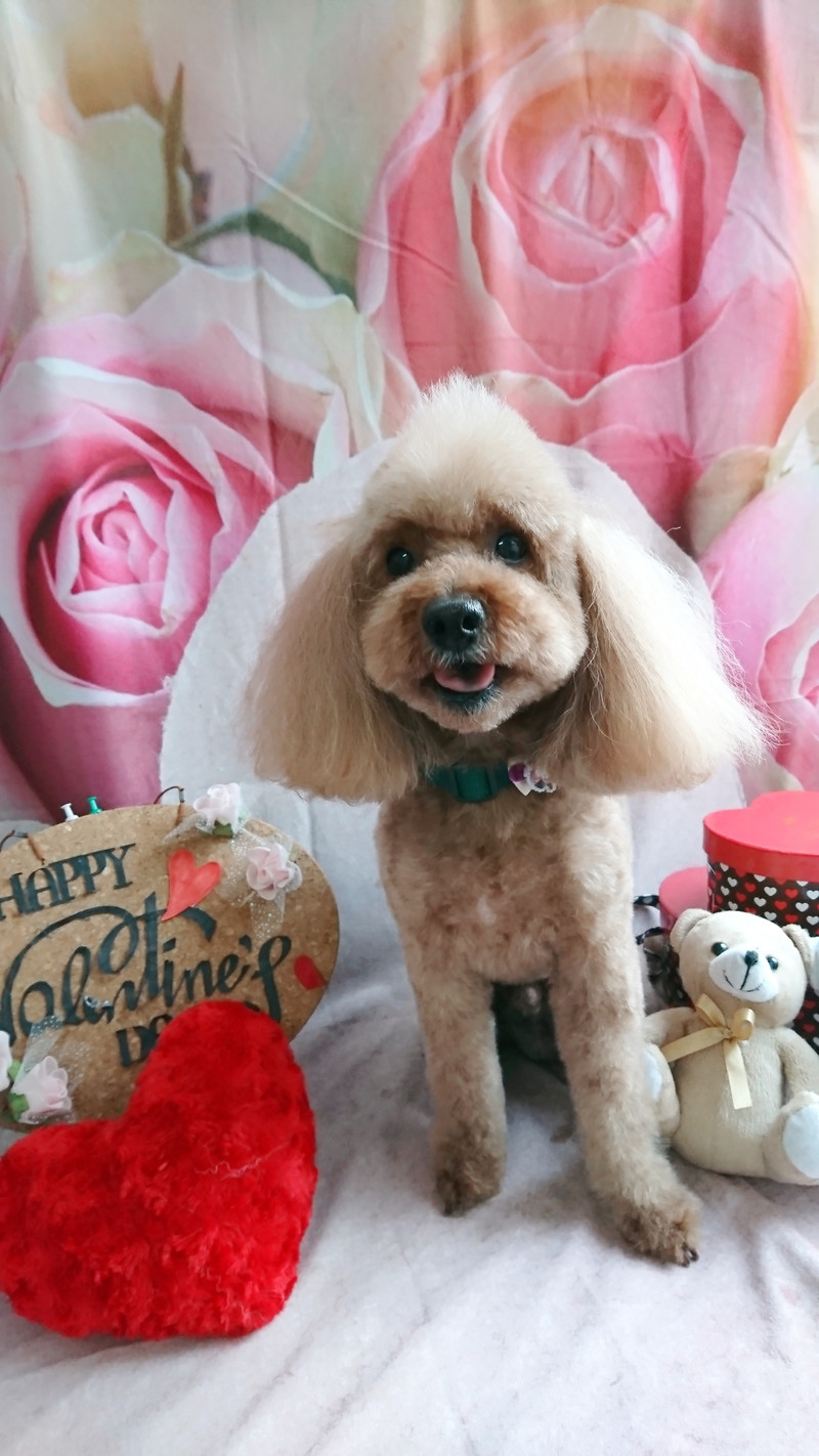 プードルのマロンちゃん トリミングコース