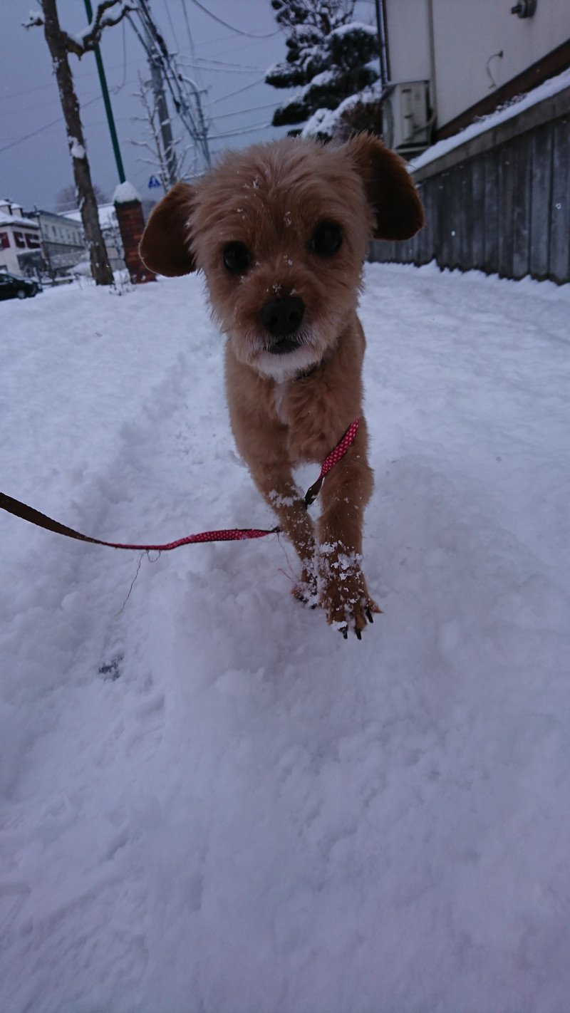 チワワ×プードルのプーちゃん お泊まりの様子