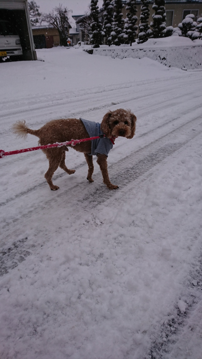プードルのコロモちゃん お泊まりの様子