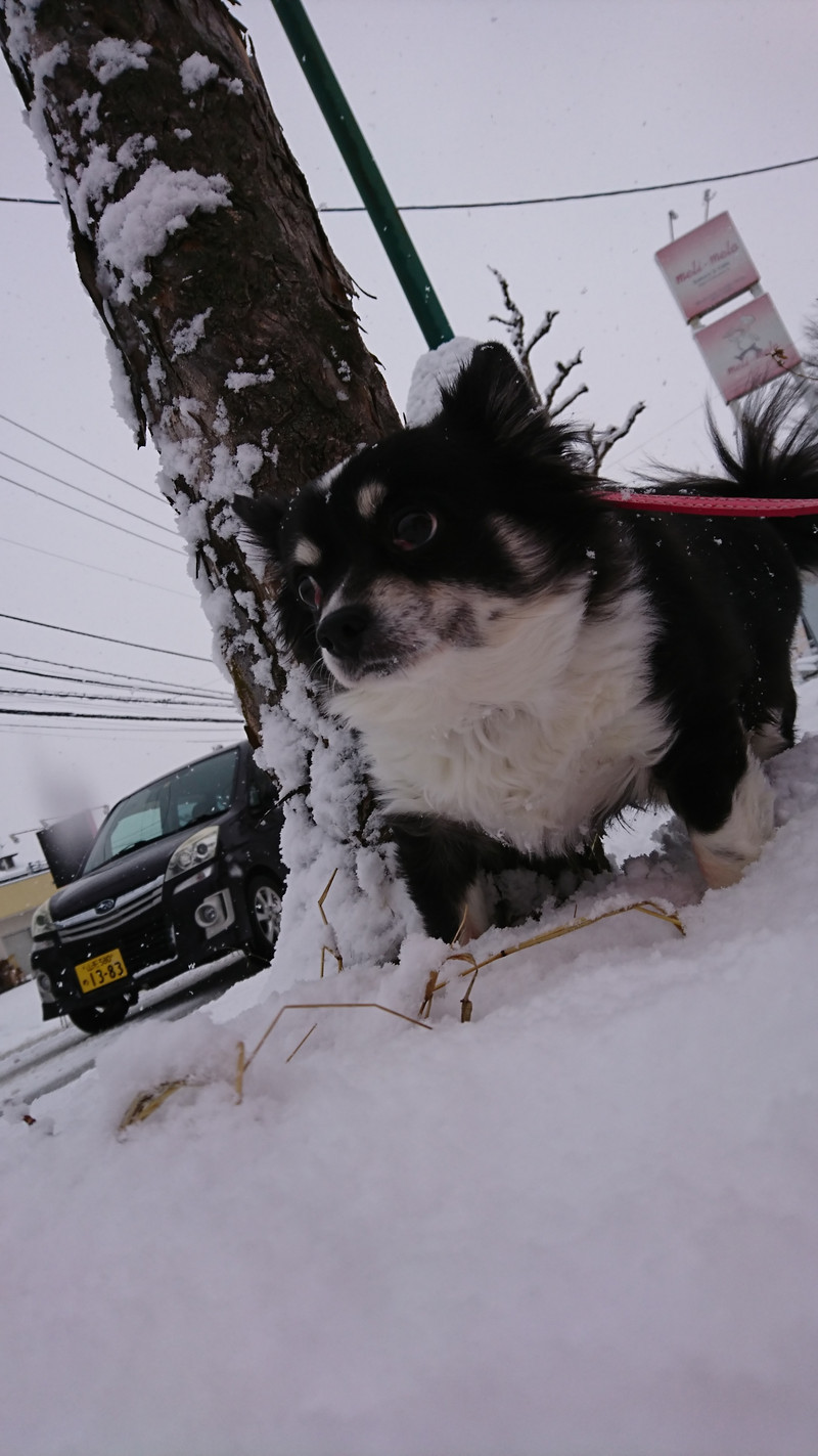 チワワのまるおちゃん お泊まりの様子