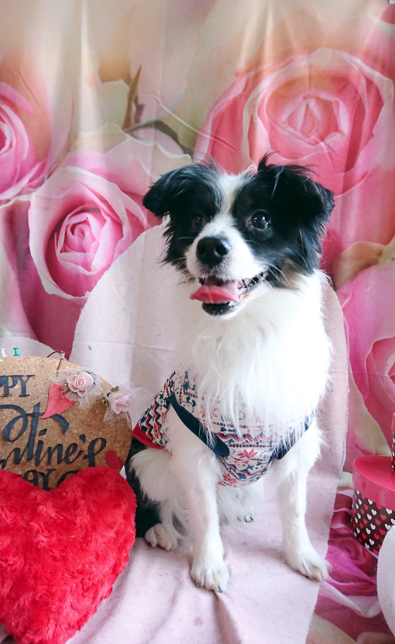 パピヨン×チワワのボーナスちゃん お爪切り