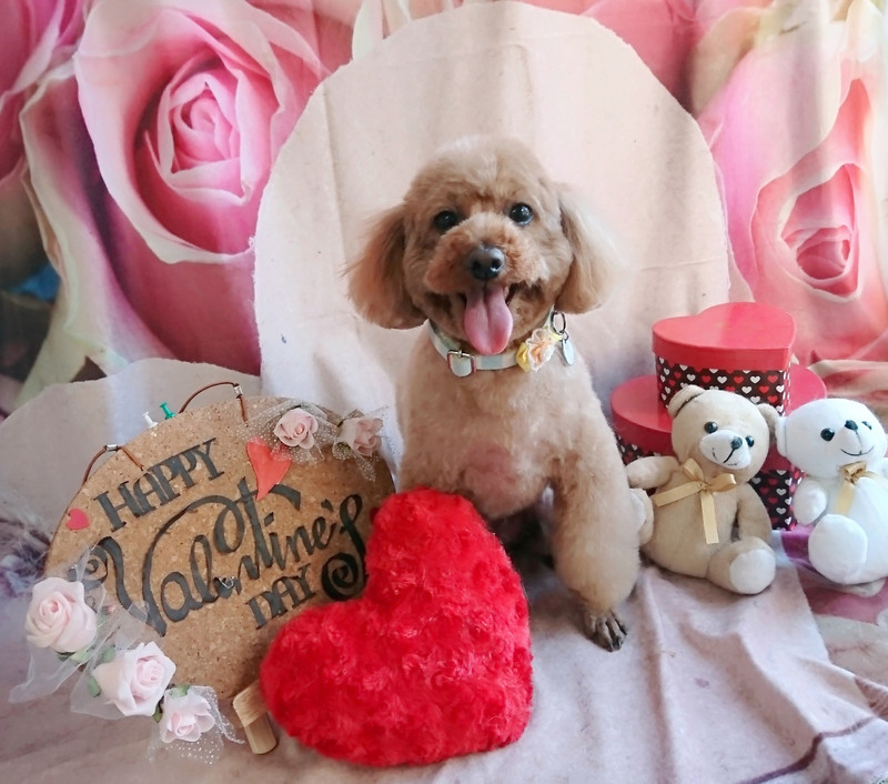 プードルのひめちゃん トリミングコース