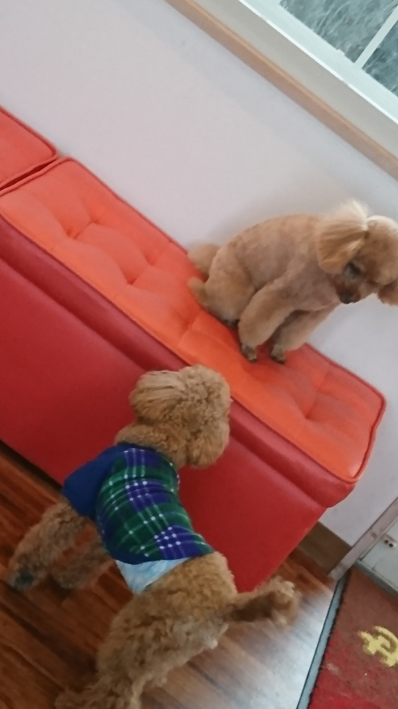 プードルのひめちゃん トリミングコース