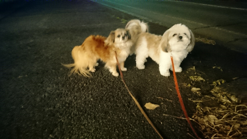 MIXのひかりちゃん&みらいちゃん お泊まりの様子