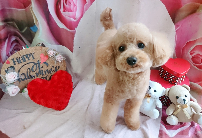 プードルのまるちゃん シャンプーコース デンタル