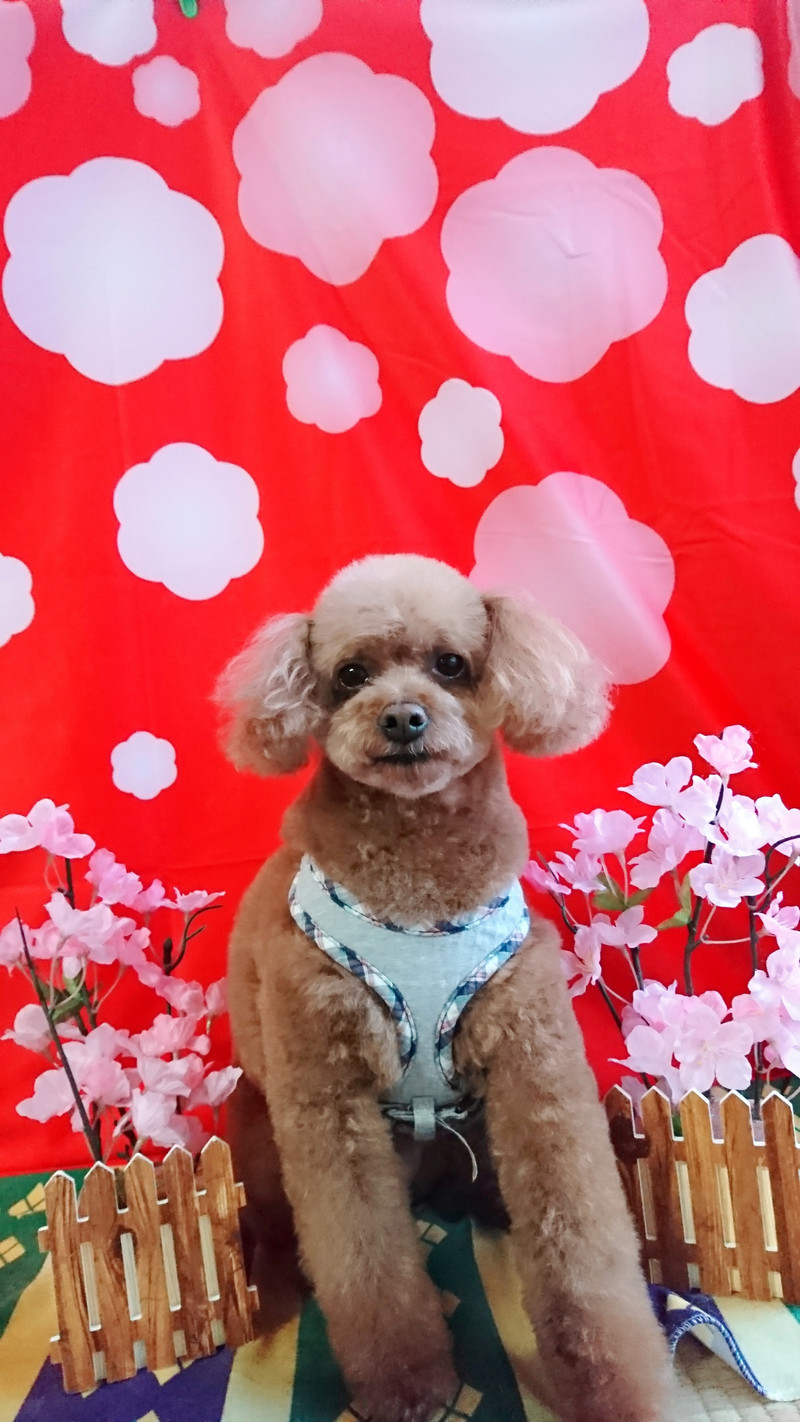 プードルのハルちゃん トリミングコース