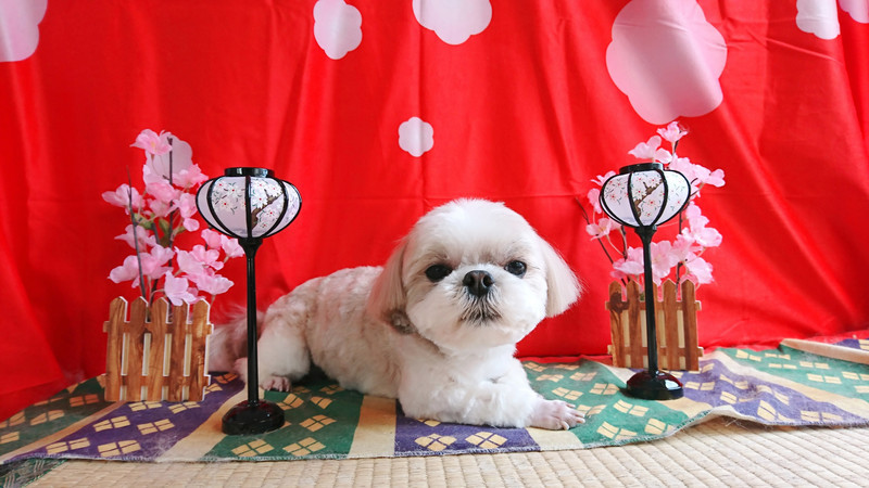 MIXのダッフィーちゃん トリミングコース