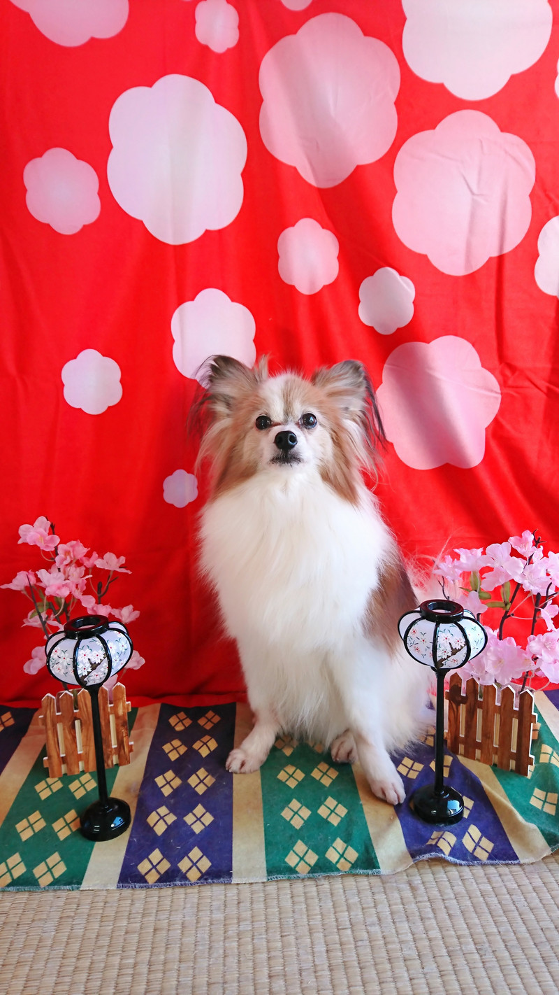 パピヨンのミルクちゃん グルーミングコース