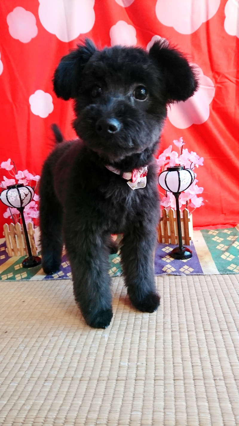 ポメラニアン×プードルのゆめちゃん グルーミングコース 部分カット