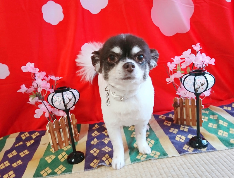 チワワのチョコちゃん トリミングコース