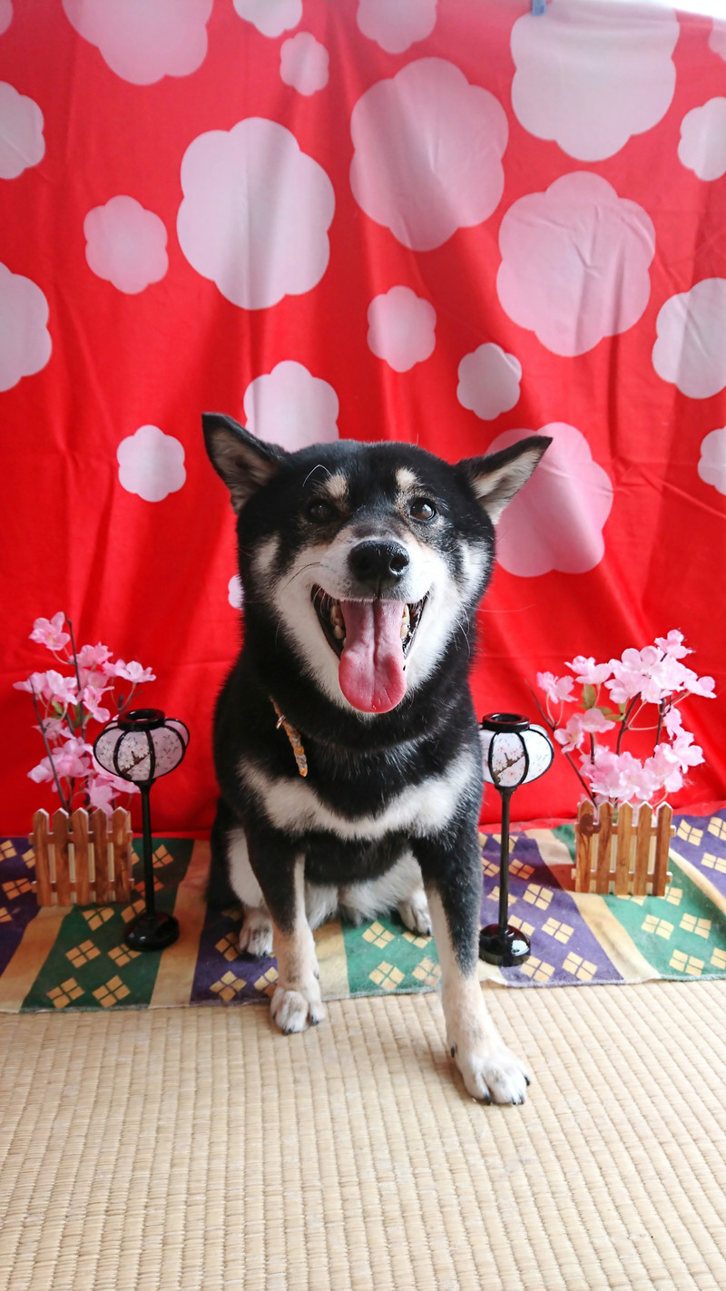 柴の椿ちゃん グルーミングコース