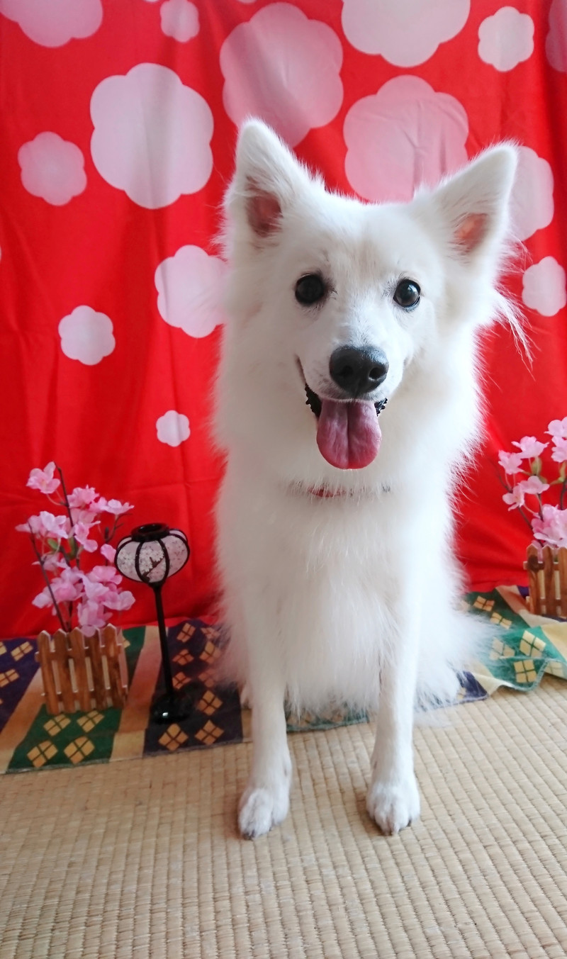 スピッツのシロちゃん グルーミングコース