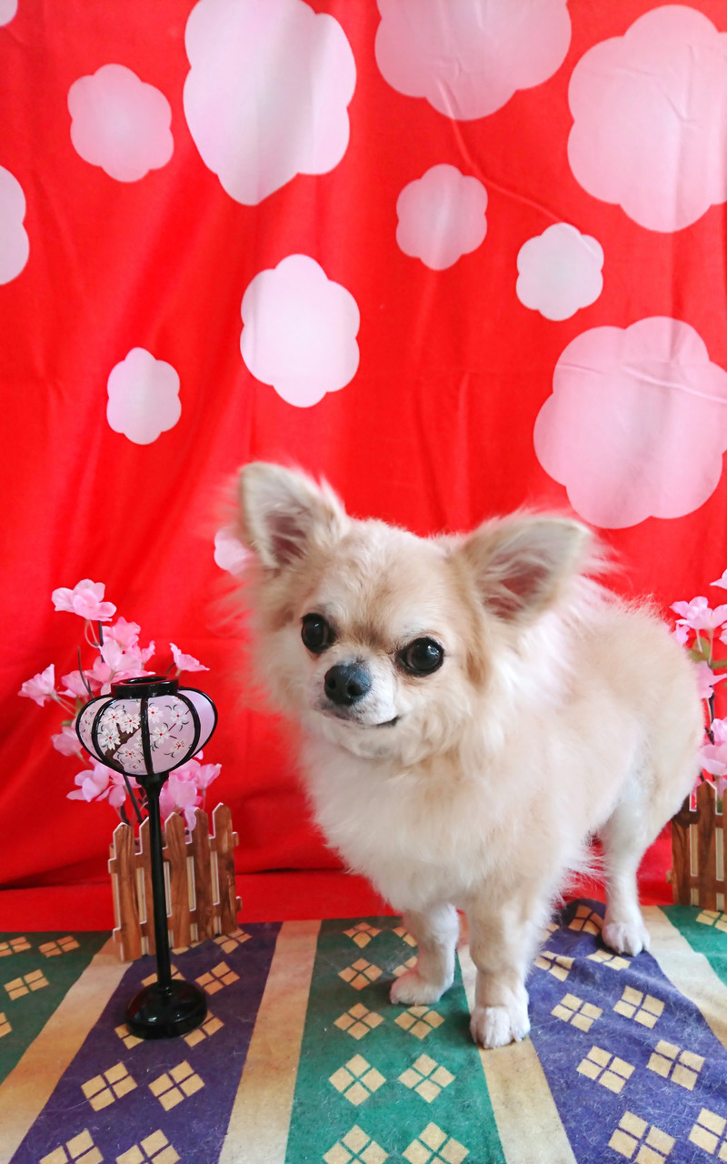 チワワの空ちゃん グルーミングコース 部分カット