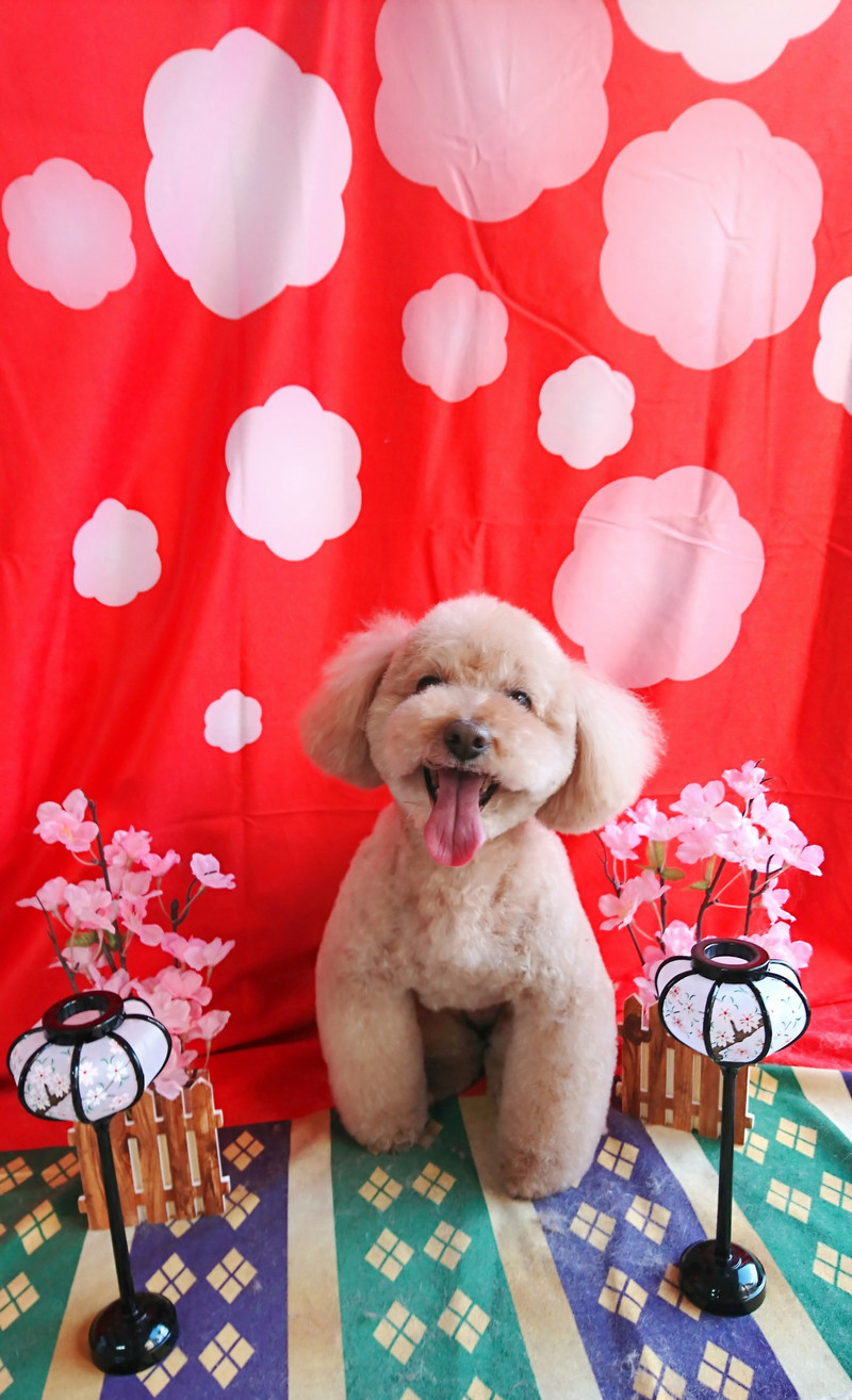 プードルのフランちゃん トリミングコース