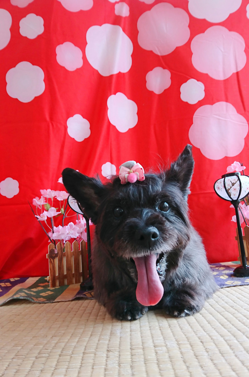 ケアーンのモモちゃん トリミングコース