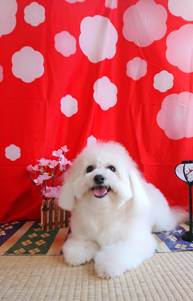 ポメラニアン×プードルのななちゃん シャンプーコース