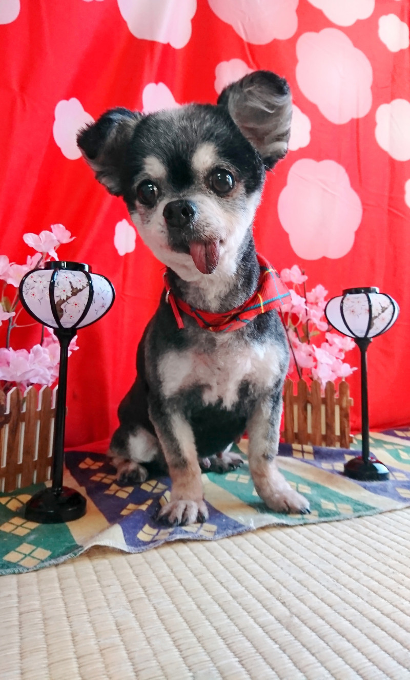 チワワのショコラちゃん トリミングコース