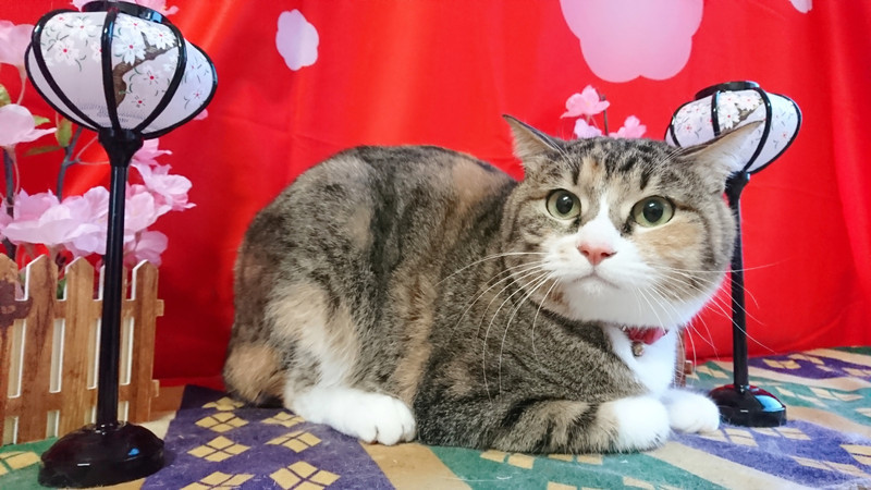 猫のまるちゃん お爪切り