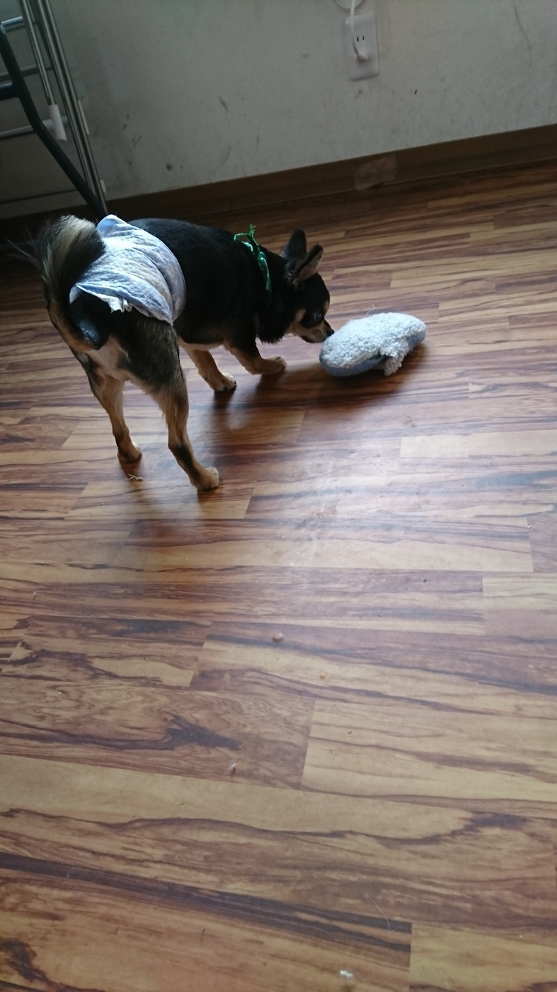 チワワの王子ちゃん お泊まりの様子