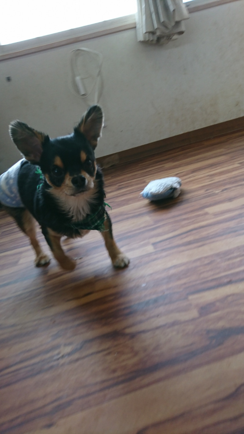 チワワの王子ちゃん お泊まりの様子