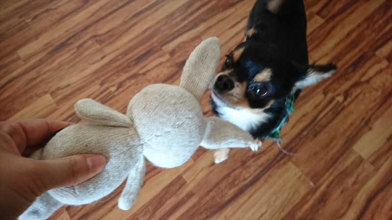 チワワの王子ちゃん お泊まりの様子