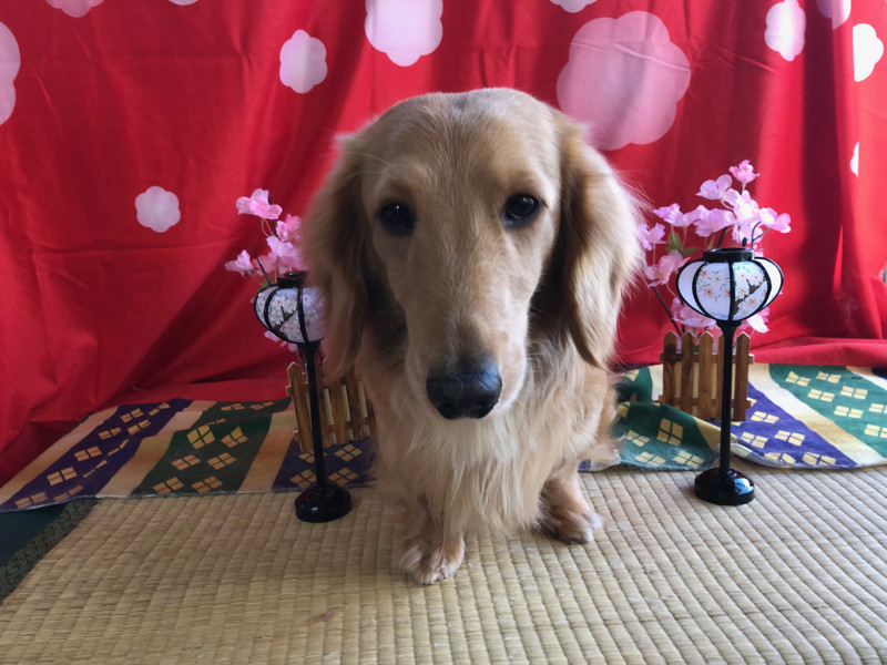 ダックスフンド ポチちゃん オプション