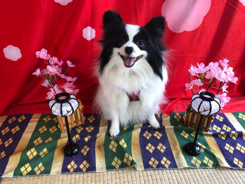 MIX ステラちゃん トリミングコース