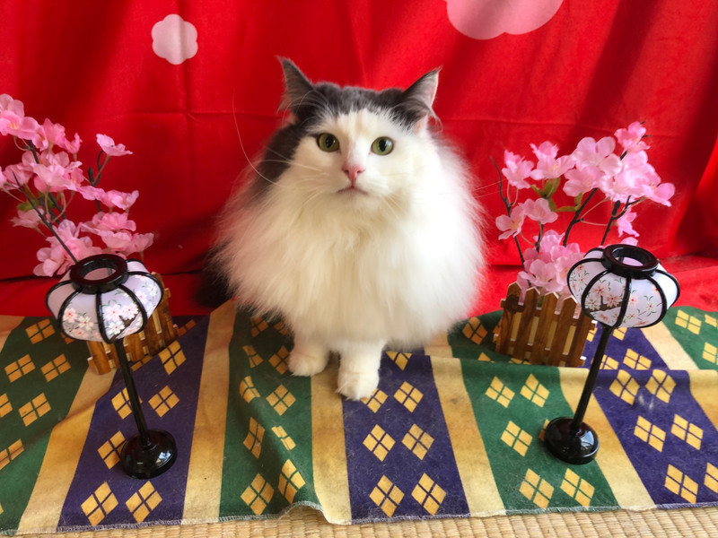 猫 てまりちゃん シャンプーコース