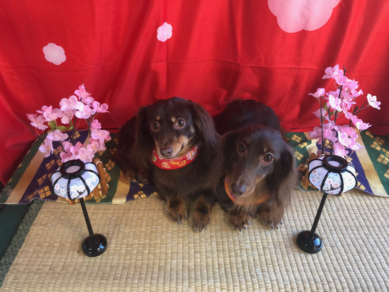 ダックスフンド にこるちゃんれおんちゃん グルーミングコース