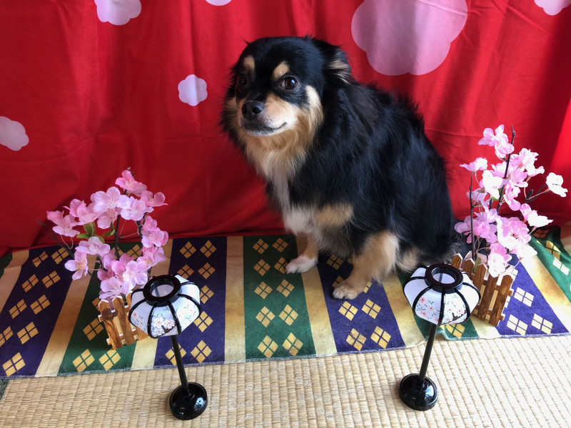 チワワ ローちゃん グルーミングコース