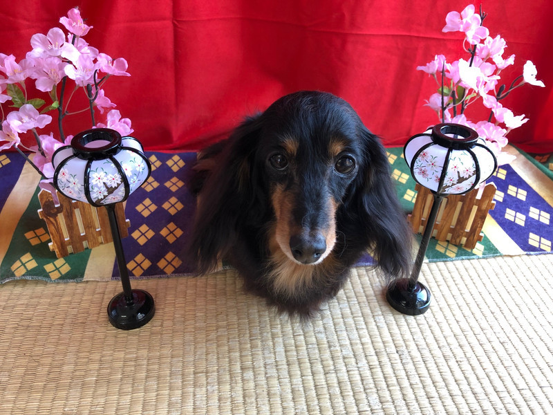 ダックスフンド ももちゃん グルーミングコース