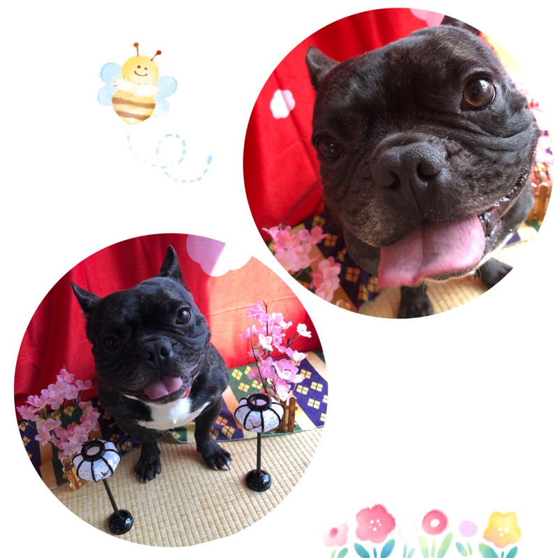 フレブル ゴンちゃん シャンプーコース