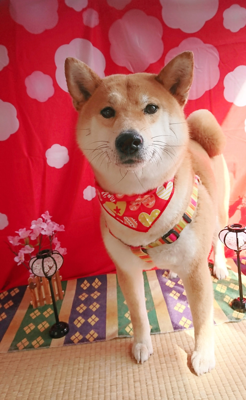 柴のりんちゃん グルーミングコース 部分カット