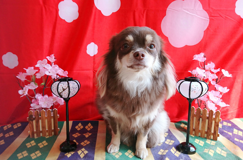 チワワのマロちゃん グルーミングコース