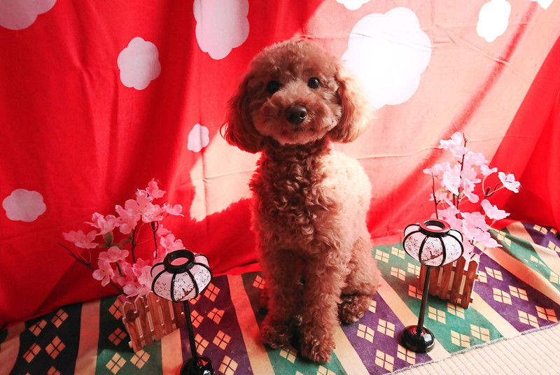 プードルのライちゃん 部分カット