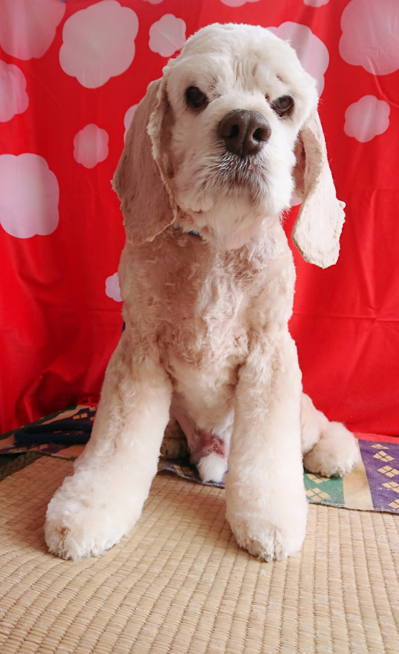 コッカーのツトムちゃん トリミングコース