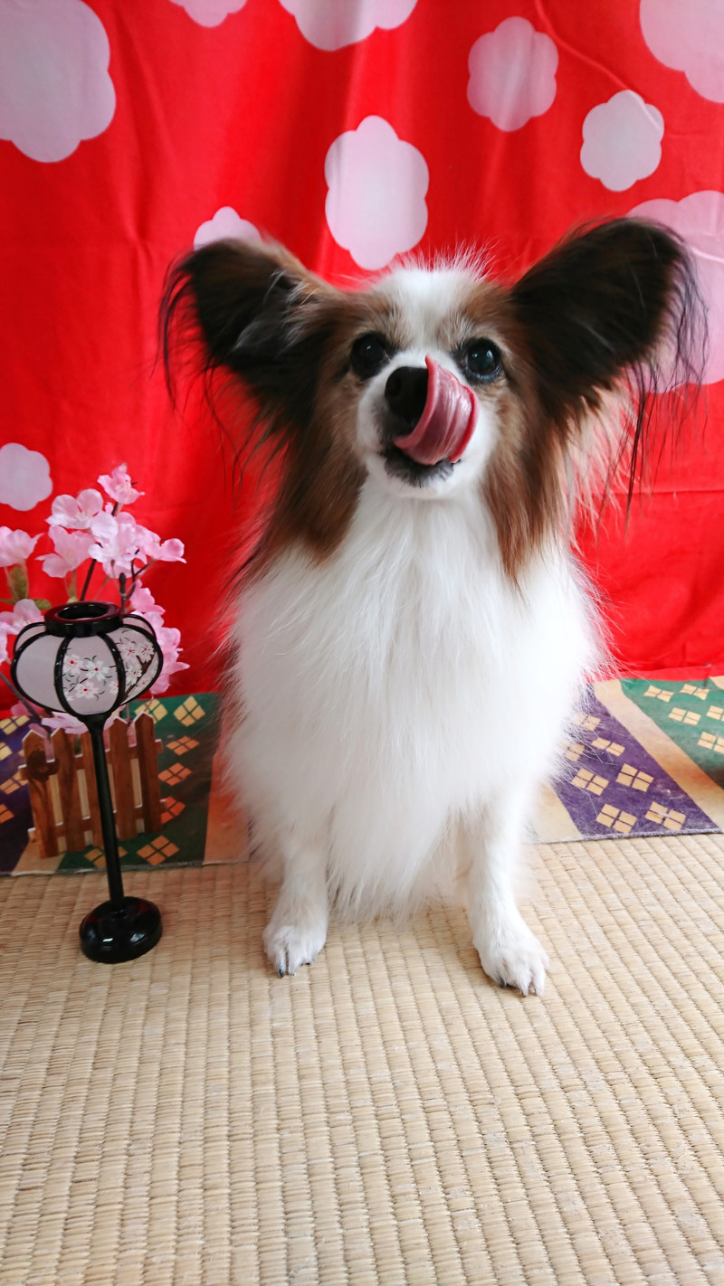 パピヨンのチップちゃん グルーミングコース 部分カット