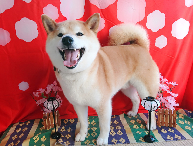 柴のりゅうちゃん グルーミングコース