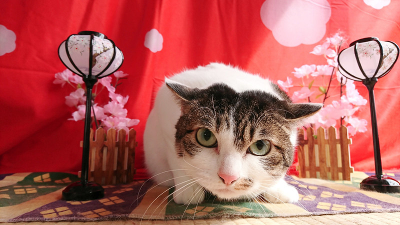 猫のシヴェルニーちゃん シャンプーコース お爪切り