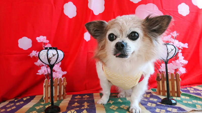 チワワのはっぴぃちゃん グルーミングコース