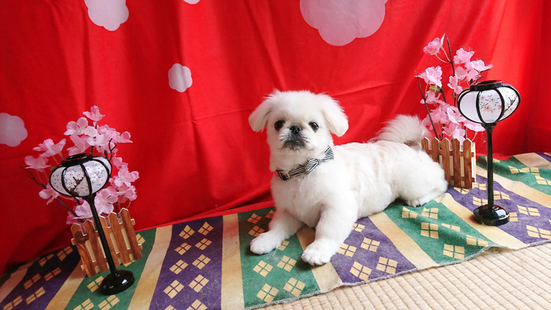 ペキニーズの颯太ちゃん トリミングコース