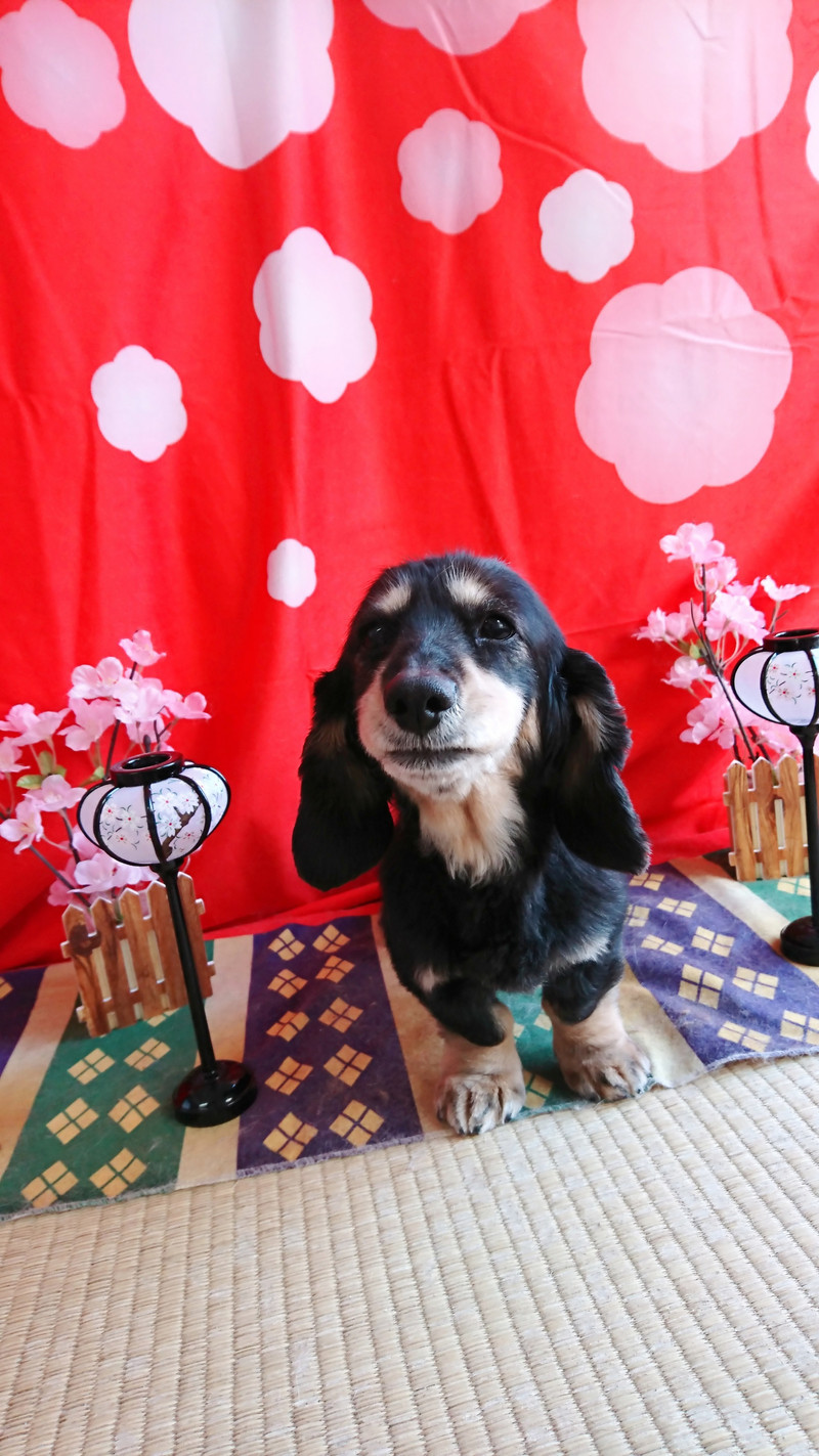 ダックスのクーちゃん グルーミングコース