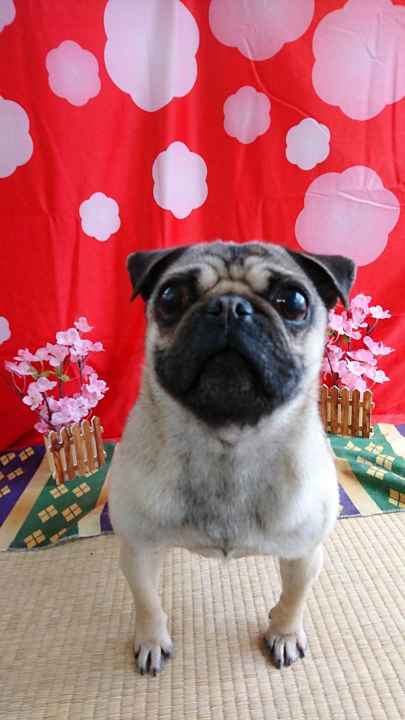 パグのヨシコちゃん シャンプーコース お爪切り